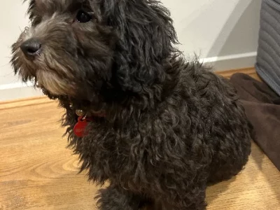 Moodle Maltese x Poodle 4 Months