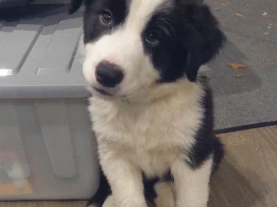 BORDER COLLIE PUPS – Avalible now – pure bred x 2 male, long/medium hair