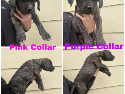 Neo mastiff x ultimate mastiff