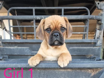 Male Pugalier Puppy