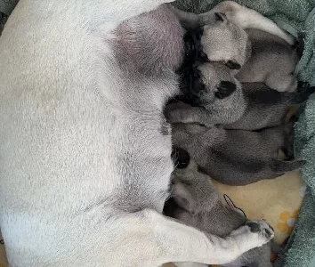 4 new pug puppy for new home