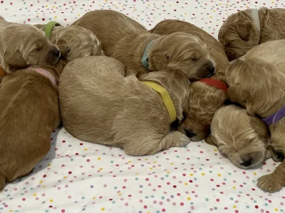 F1B Miniature Groodles – Upcoming Litter – Only 1 remaining )