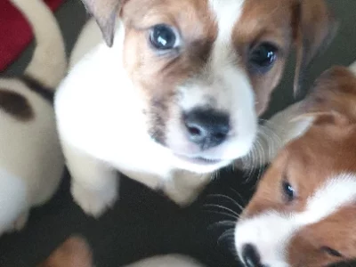 Jack russell puppies