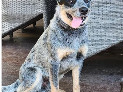 Purebred Australian Cattle Dog Pups for SALE