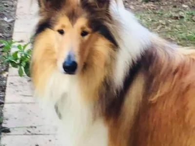 collie rough puppies