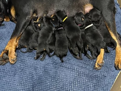 Rottweiler pups