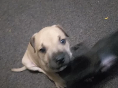 Staffordshire Bull Terrier – Sadleir