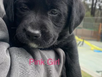 Labrador x Border Collie Pups