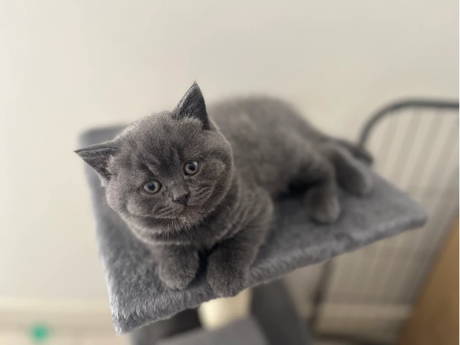 British shorthair kittens