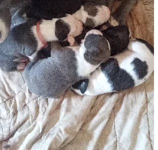 8 puppies for sale