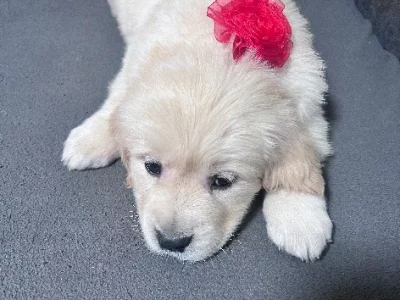 Purebred Golden Retriver Female puppies