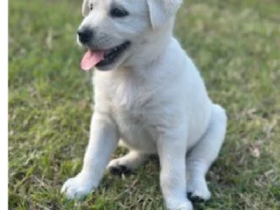 Maremma x Sheffield Red Cattle dog