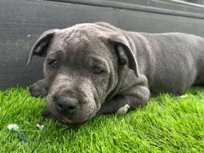 BLUE ENGLISH PEDIGREE STAFFORDSHIRE BULL TERRIER PUPPIES FOR SALE