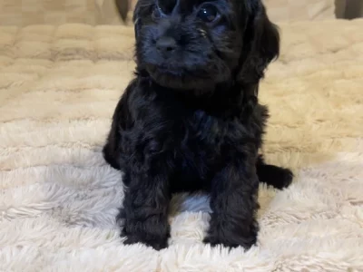 Toy cavoodle