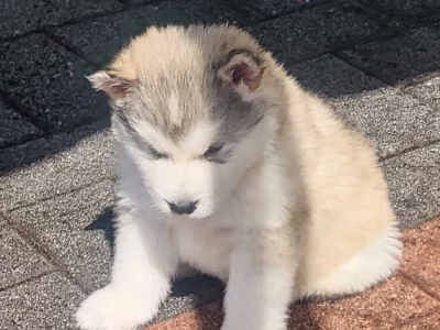 Alaskan malamute puppies