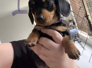 Miniature Dachshund – Bendigo