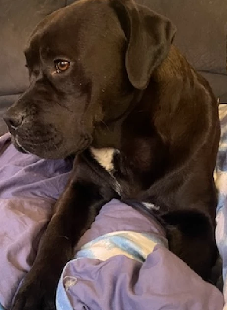 Golden retriever X American staffy