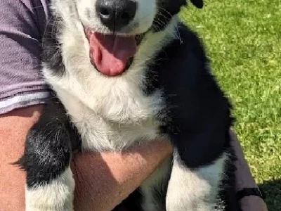Border Collie pups x4