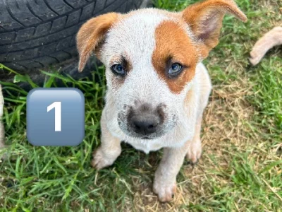 Red Heeler Puppies Needing Homes ❤️