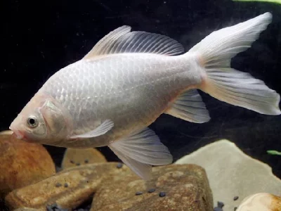 Free large white goldfish to rehome