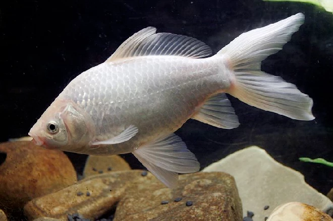 Free large white goldfish to rehome