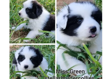 Border Collie x Maramma Puppies Reduced to $200