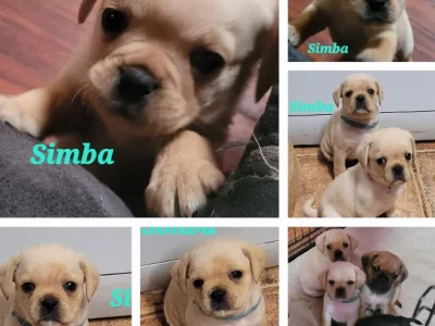 5 Gorgeous Pugaliers