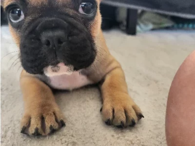 French bulldog