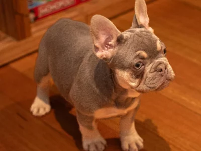 French Bulldog – Delahey