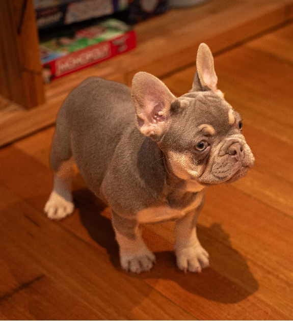 French Bulldog – Delahey