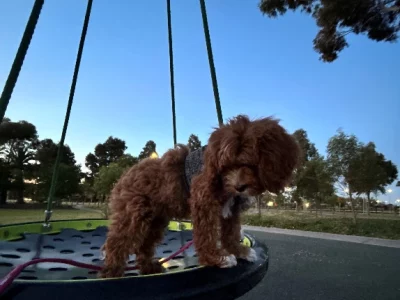 Spoodle (female) puppy