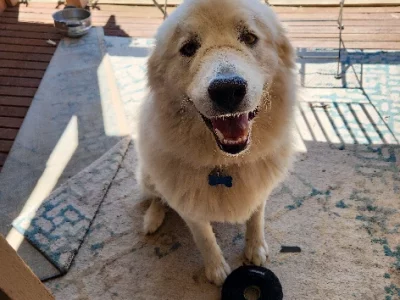 Maremma Sheepdog – Diamond Creek