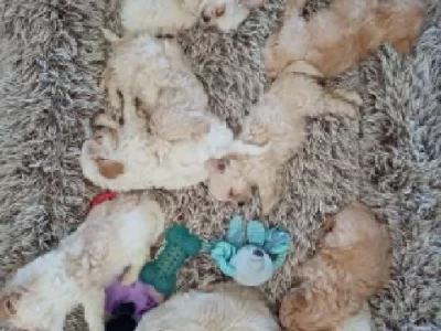 Maltese Shih Tzu – The Oaks