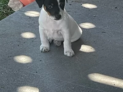 Fox Terrier – Tamworth