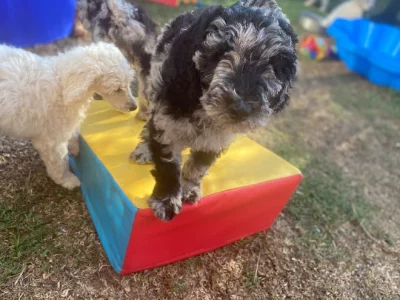Poodle Moyen Poodle Central Coast