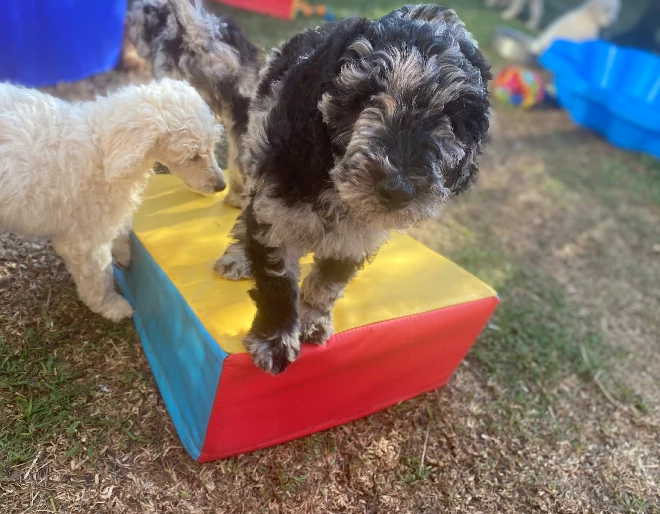 Poodle Moyen Poodle Central Coast