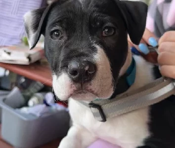 15 weeks old America Staffordshire terrier x for sale