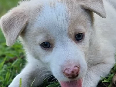 Border Collie Puppies