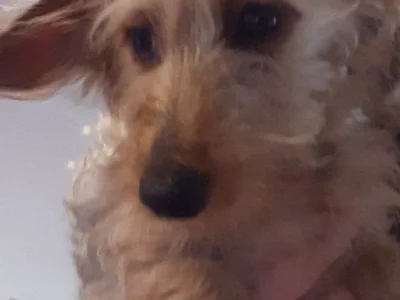 Dachshund – Wodonga