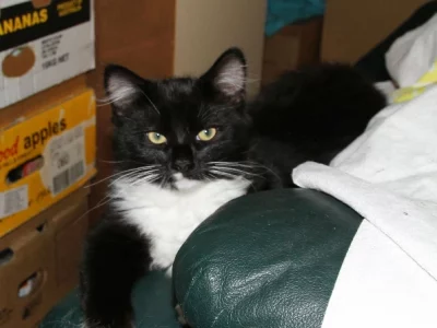 Domestic Medium Hair (DMH) – Lockleys