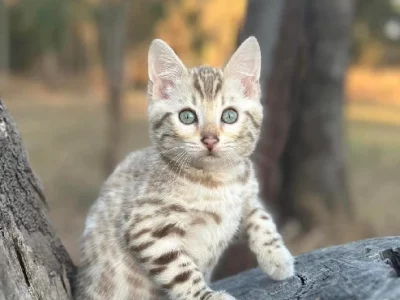 Bengal – Tess