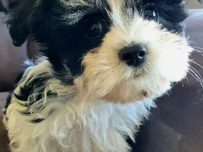 Maltese Shih Tzu – Karoola