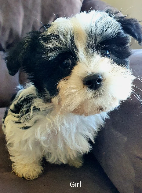 Maltese Shih Tzu – Karoola