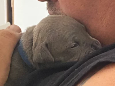 American Staffordshire Bull Terrier – Medowie