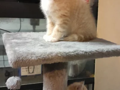 Domestic Short Hair (DSH) – Ruwan De Silva