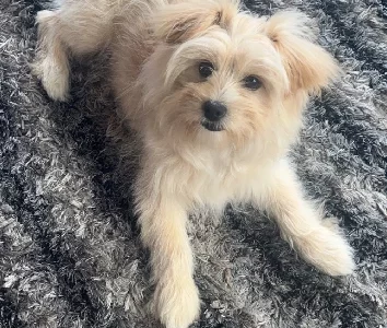 Pomeranian – Balwyn North