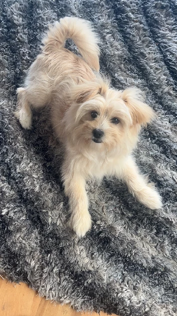 Pomeranian – Balwyn North