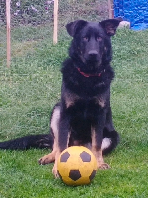 German Shepherd – Swan Bay