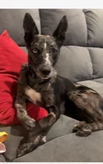 Other Dogs – South Guildford