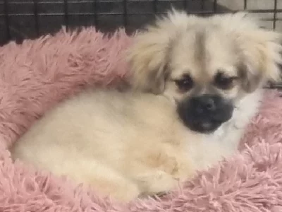 Tibetan Spaniel – Wardell